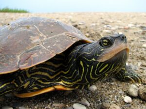 Les tortues de Boucherville sous surveillance