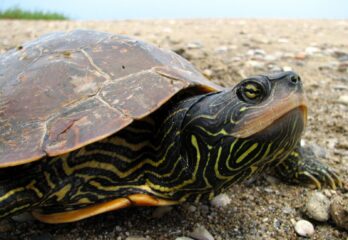 Les tortues de Boucherville sous surveillance