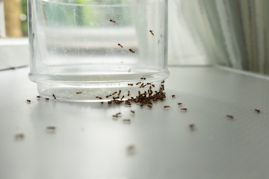 Fourmis à la maison : comment s’en débarrasser pour de bon