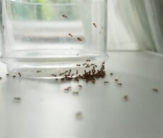 Fourmis à la maison : comment s’en débarrasser pour de bon
