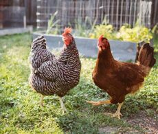 Sainte-Julie consulte: environnement, feux de foyers et… poules urbaines!