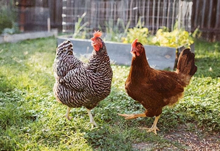 Sainte-Julie consulte: environnement, feux de foyers et… poules urbaines!
