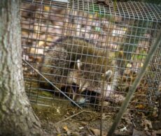 Rage du raton laveur: gardez vos animaux domestiques sous surveillance