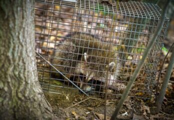 Rage du raton laveur: gardez vos animaux domestiques sous surveillance