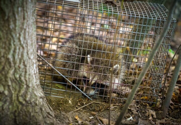 Rage du raton laveur: gardez vos animaux domestiques sous surveillance