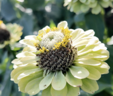 Quatre endroits où cueillir des fleurs cet été en Montérégie