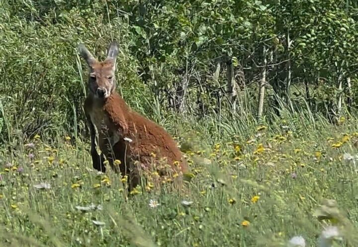Kangourou en cavale: un animal en danger, des sauveteurs impuissants
