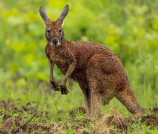 Kangourou en cavale: un animal en danger, des sauveteurs impuissants