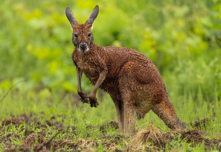 Kangourou en cavale: un animal en danger, des sauveteurs impuissants