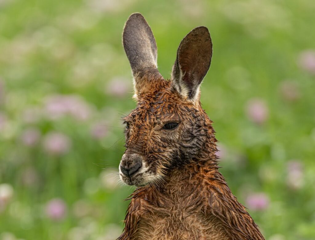 kangourou