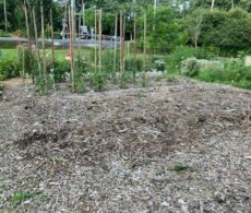 270 têtes d’ail volées dans un jardin communautaire de Boucherville