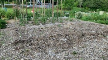 270 têtes d’ail volées dans un jardin communautaire de Boucherville