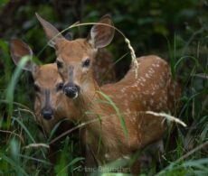 Inventaire aérien des cerfs : toujours trop nombreux, l’abattage écarté
