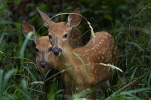 Inventaire aérien des cerfs : toujours trop nombreux, l’abattage écarté