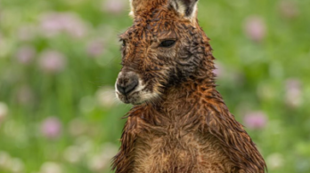 Pas possible de voir Joey au Zoo de Granby