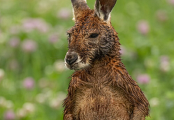 Pas possible de voir Joey au Zoo de Granby