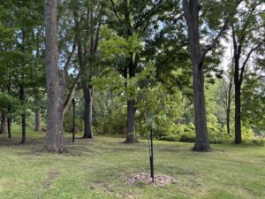 La Politique de l’arbre a cinq ans: Boucherville fait pousser sa forêt urbaine