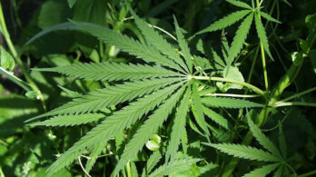 Perquisitions pour des plantations illégales de cannabis à Sainte-Julie