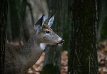 Grande faune : vigilance cet automne sur les routes