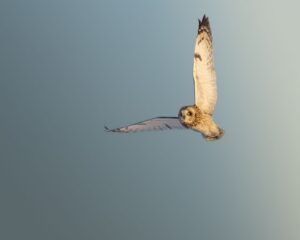 Une caméra, un œil de lynx et un hibou des marais: sa photo choisie par le Canadian Geographic