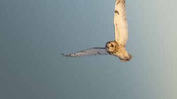 Une caméra, un œil de lynx et un hibou des marais: sa photo choisie par le Canadian Geographic