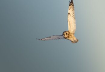Une caméra, un œil de lynx et un hibou des marais: sa photo choisie par le Canadian Geographic