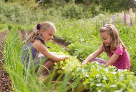 Le Jardin patrimonial du 350e entre en phase préparatoire