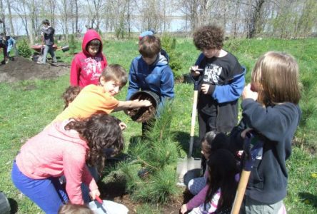 Un groupe de 350 écoliers plantent une haie d’honneur de 350 arbres