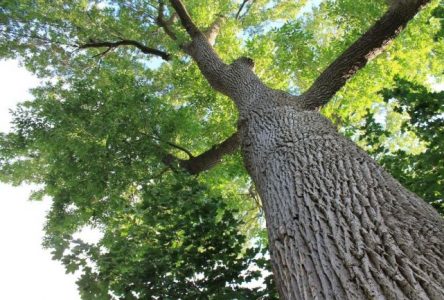 Boucherville réserve une enveloppe de 86 000 $ pour la lutte contre l’agrile du frêne