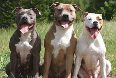 En voie d’une réglementation sur les pitbulls à Boucherville