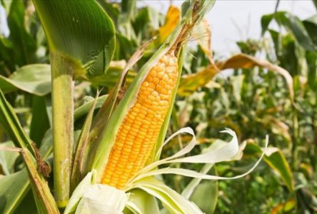 De l’agriculture pendant encore 10 ans au parc des Îles-de-Boucherville