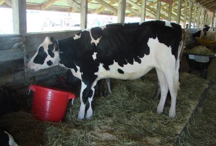 Une 138e expo agricole couronnée de succès à Calixa-Lavallée