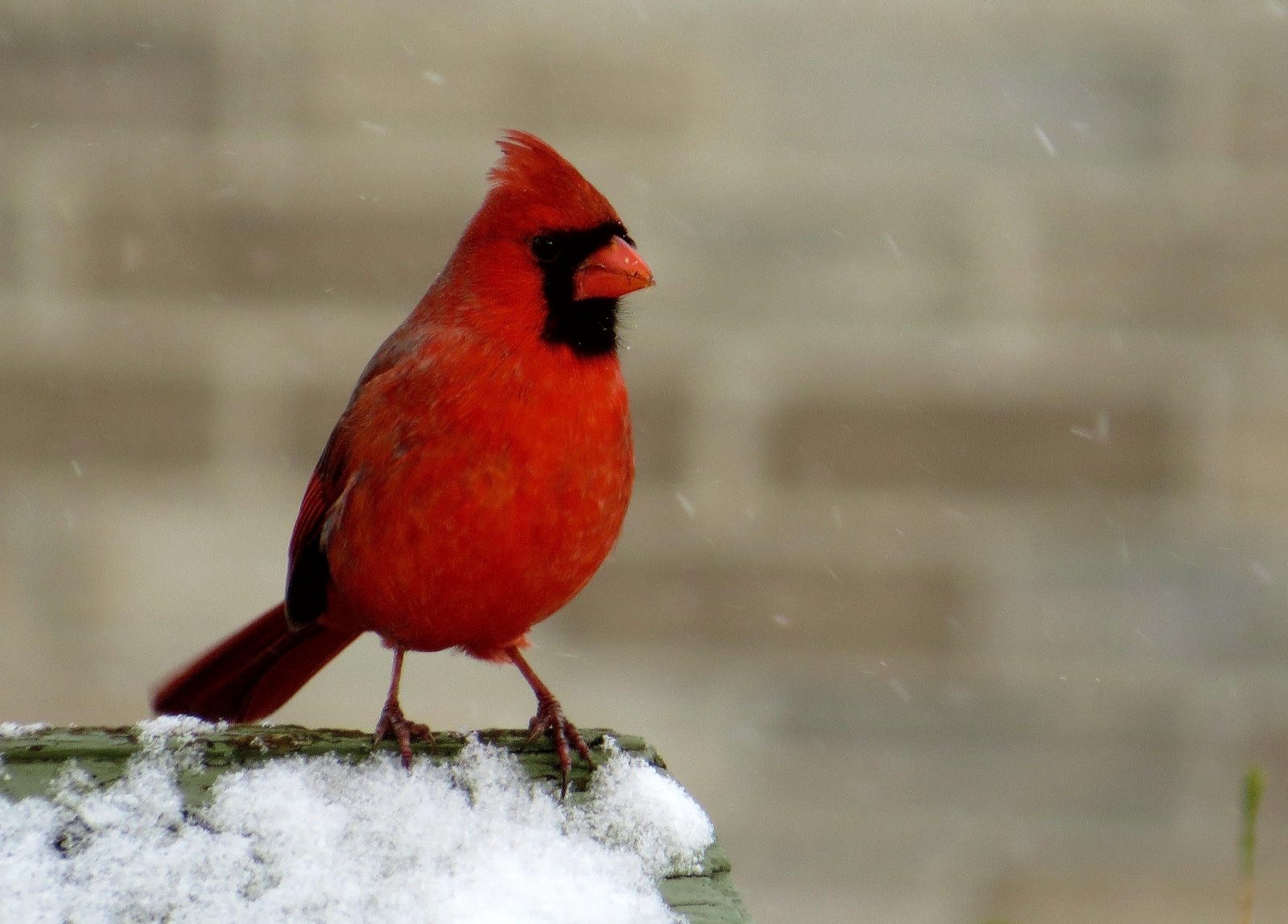 Le Cardinal Rouge Lemblème Aviaire Choisi Par Les