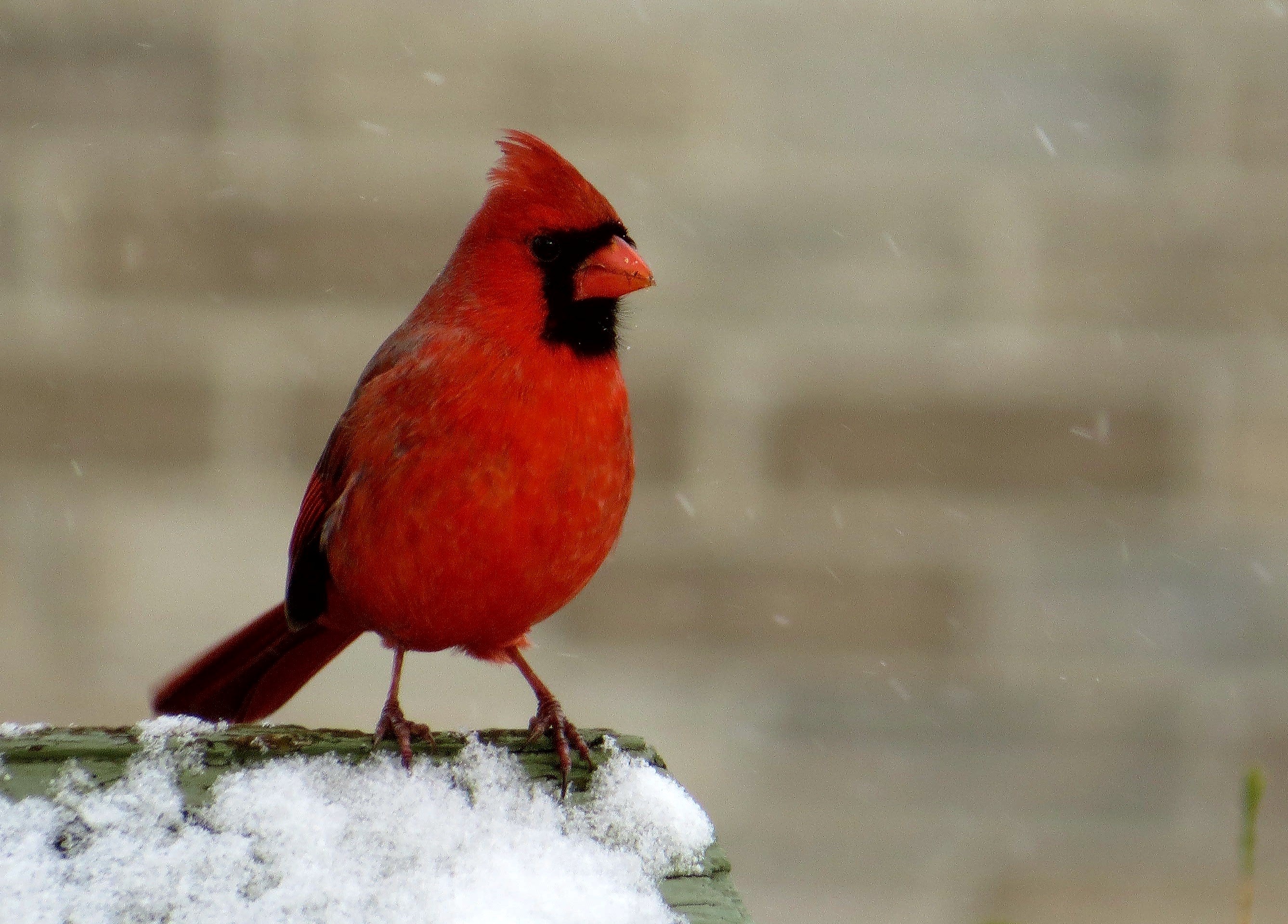 Oiseau rouge suspendu en verre soufflé - JQJL