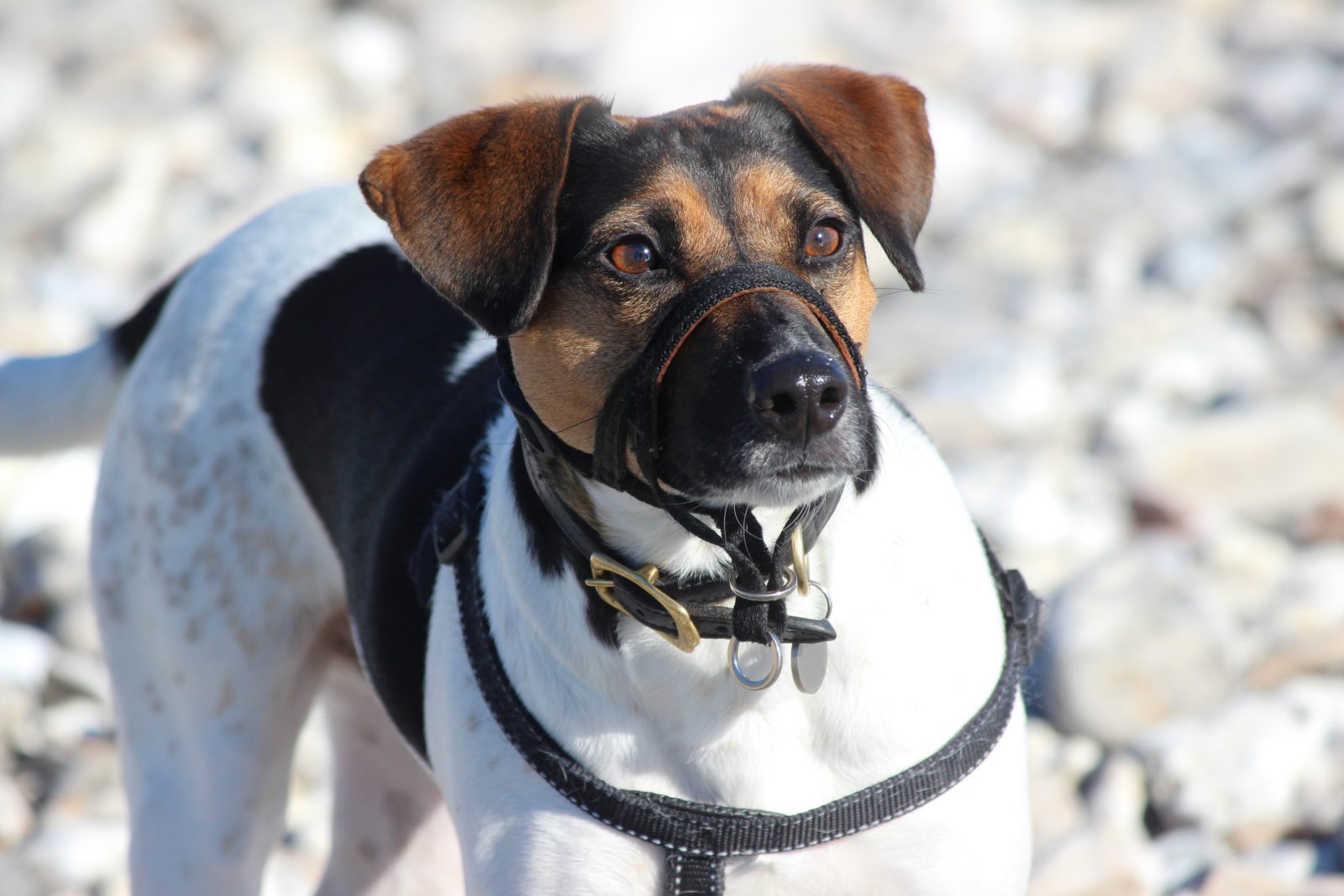 3 signaux méconnus que votre chien vous envoie avant d'attaquer! – Cours &  Dressage pour chien, comportement canin à Montréal et Québec !