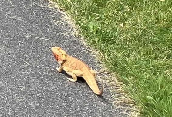 Lézard en cavale à Boucherville