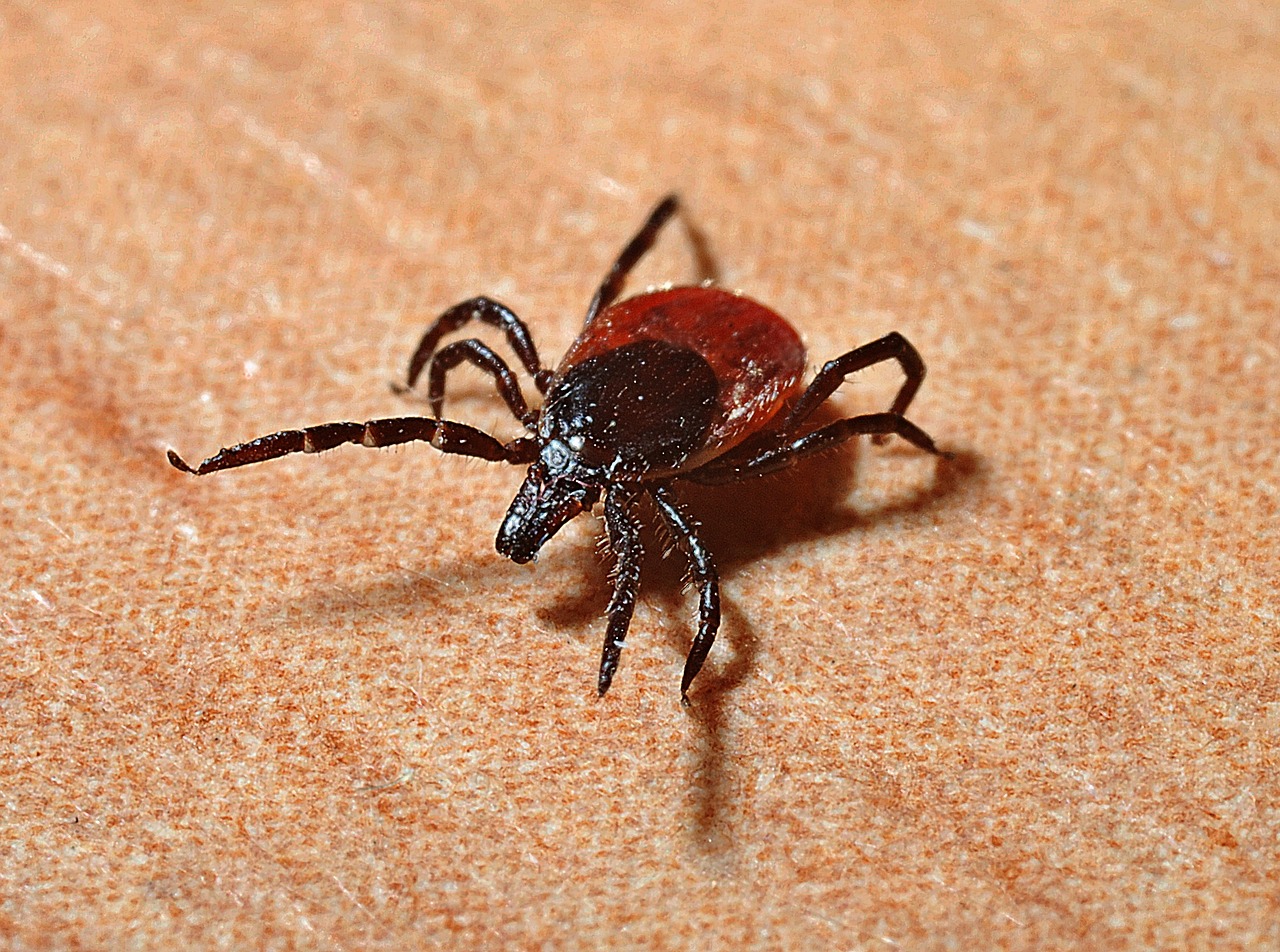 Maladie de Lyme: toute la Montérégie est maintenant dans une zone endémique