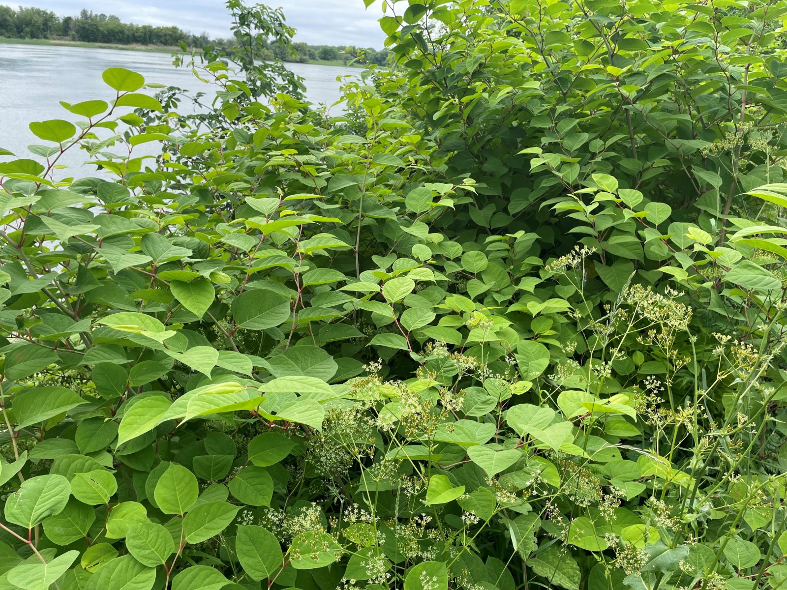 Boucherville en arrache avec les plantes envahissantes