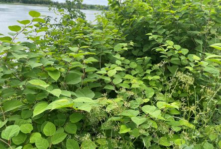 Boucherville en arrache avec les plantes envahissantes