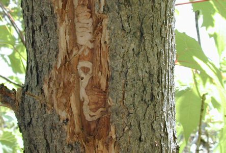 4 000 frênes seront abattus au parc national des Îles-de-Boucherville