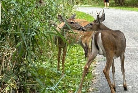 Opération cerfs au parc Michel-Chartrand: une firme de sécurité embauchée pour 155 000 $