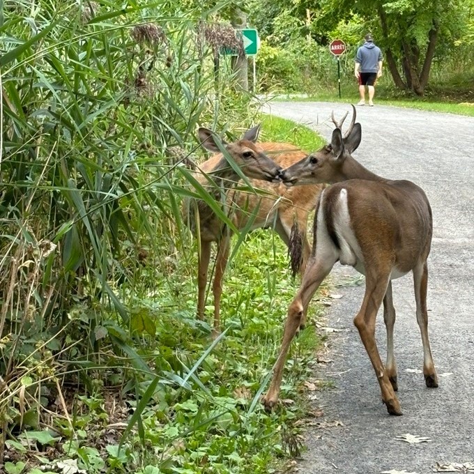 Opération cerfs au parc Michel-Chartrand: une firme de sécurité embauchée pour 155 000 $