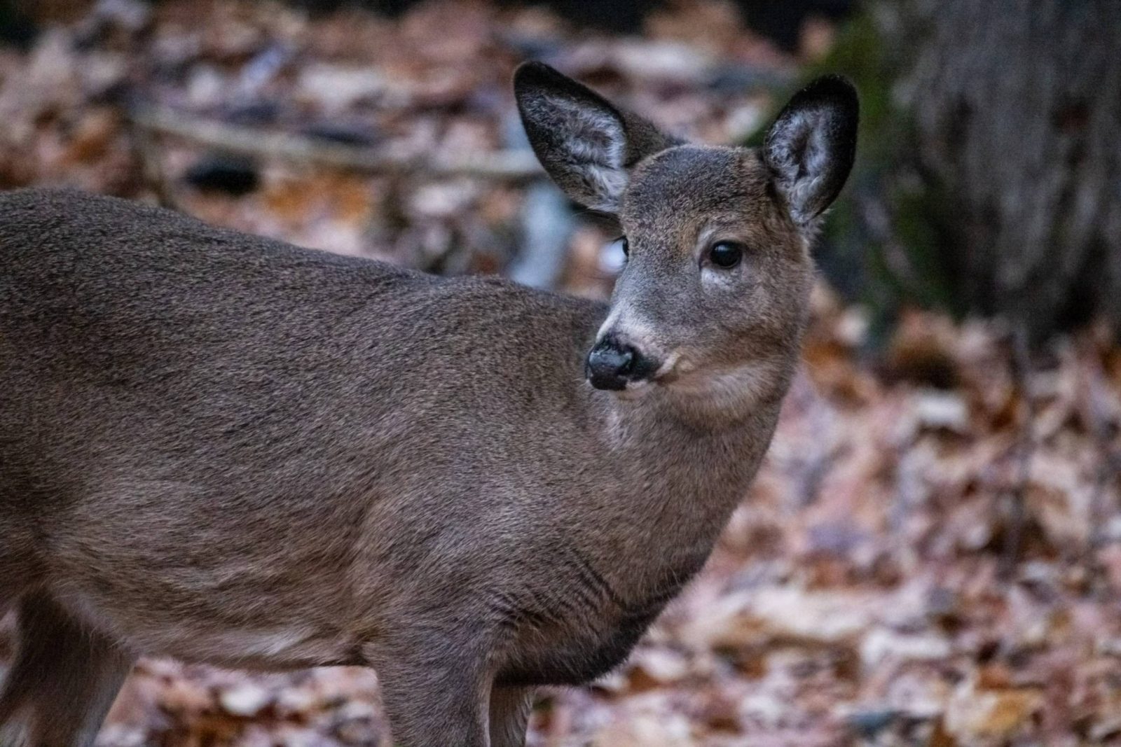 Abattage des cerfs terminé, le parc Michel-Chartrand de nouveau ouvert