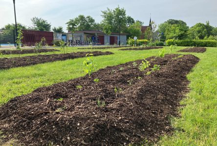 Longueuil: quatre parcs plus verts