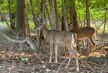 Parc Michel-Chartrand  : 64 bêtes abattues