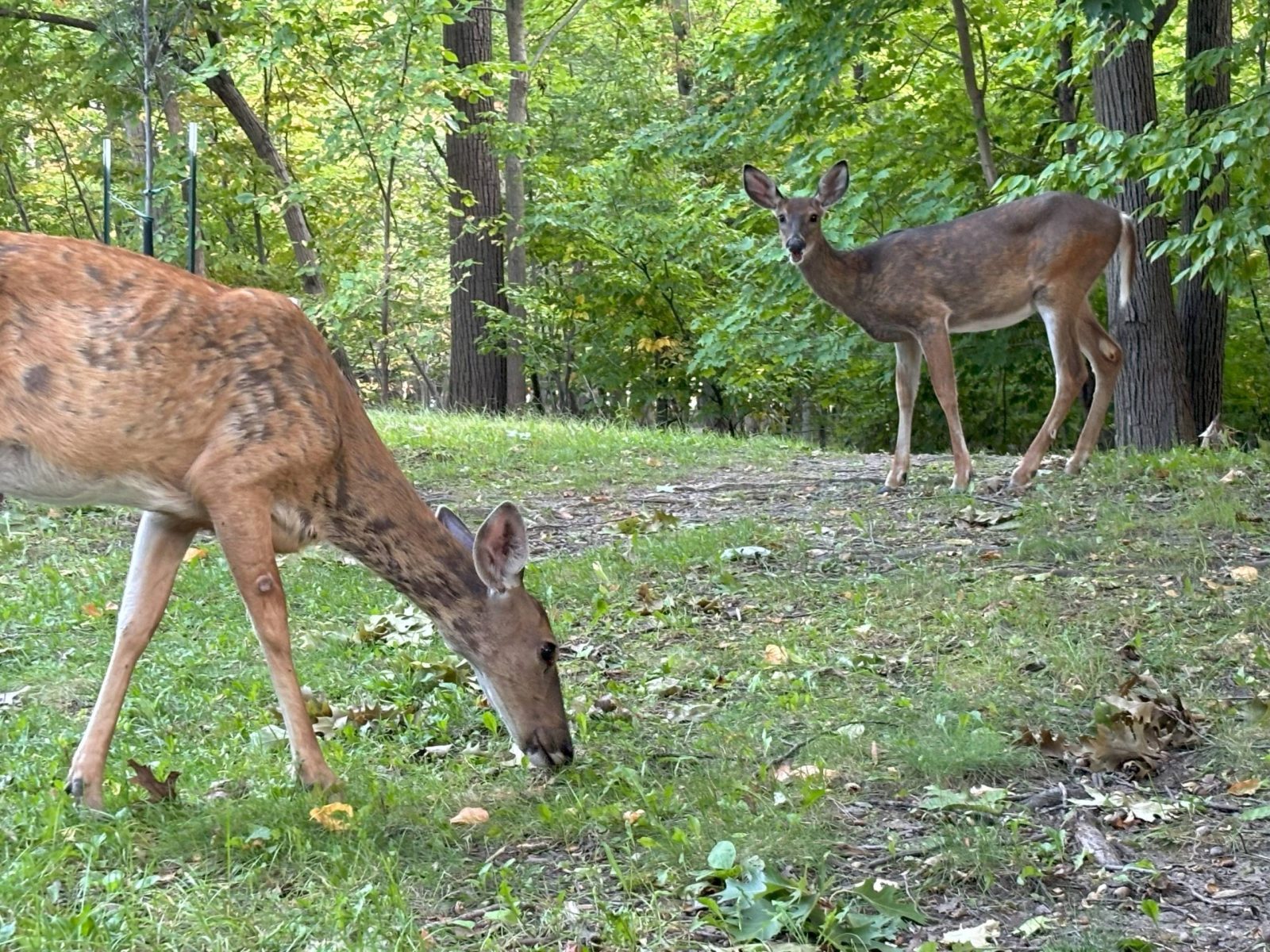 Abattage des cerfs : le permis obtenu, l’opération confirmée cet automne