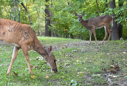 Abattage des cerfs : le permis obtenu, l’opération confirmée cet automne