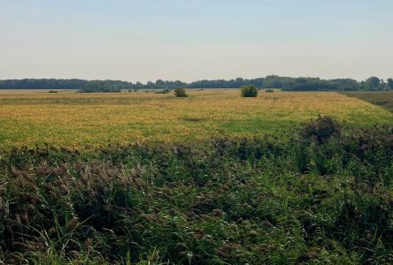 À Boucherville : 19 hectares de terres agricoles protégés à perpétuité