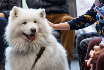 Chiens d’assistance en cancérologie : les «pouvoirs magiques » de Kozak et Simba