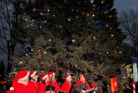 Besoin de 20 000 sacs de denrées alimentaires: deuxième illumination du sapin de Noël